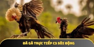 Đá Gà Trực Tiếp C3 - Điểm Đến Sôi Động No.1 Năm 2025