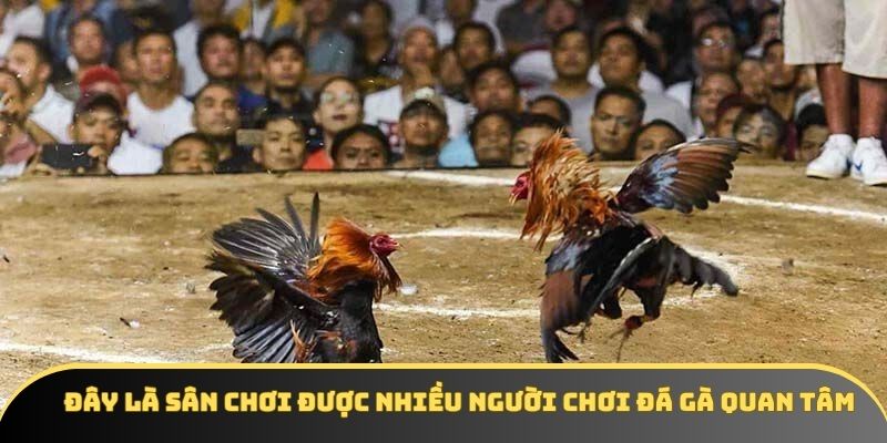 Đây là sân chơi được nhiều người chơi đá gà quan tâm tại Iwin68