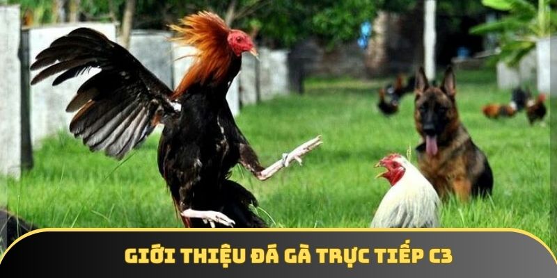 Giới thiệu chung về hình thức chọi kê C3
