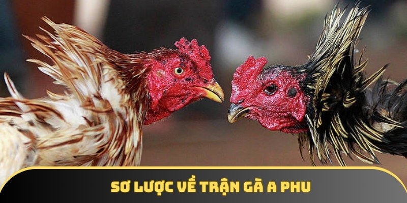 Giới thiệu sơ lược về trận gà a phu