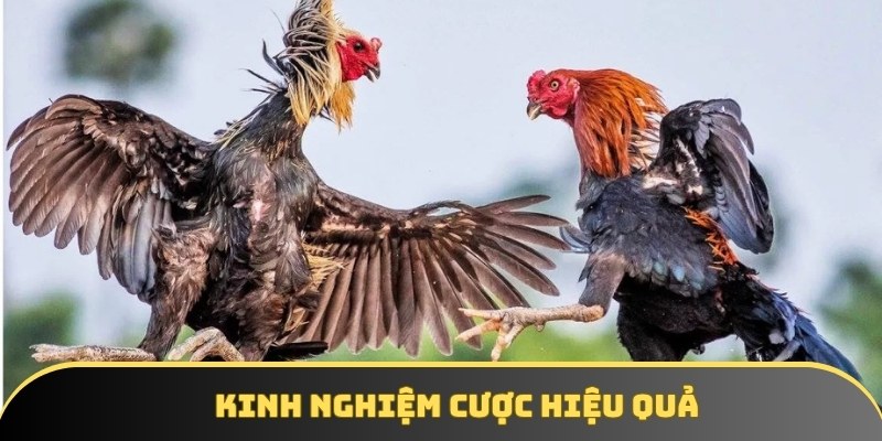 Kinh nghiệm cược hiệu quả khi tham gia trận gà