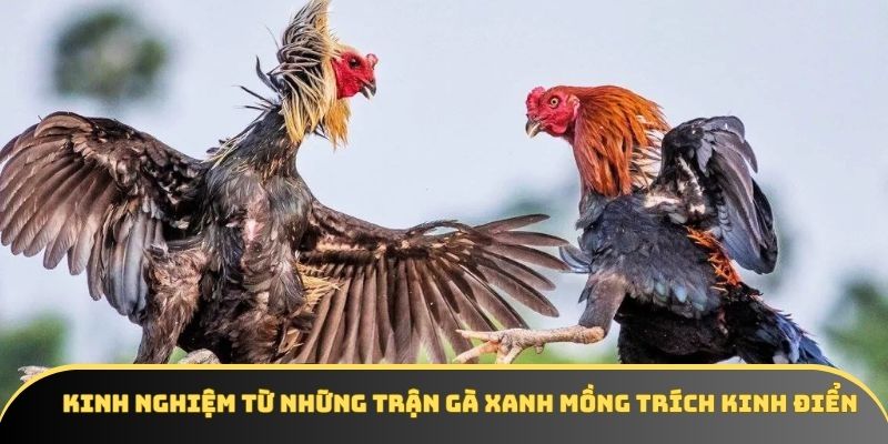 Kinh nghiệm từ những trận gà xanh mồng trích kinh điển