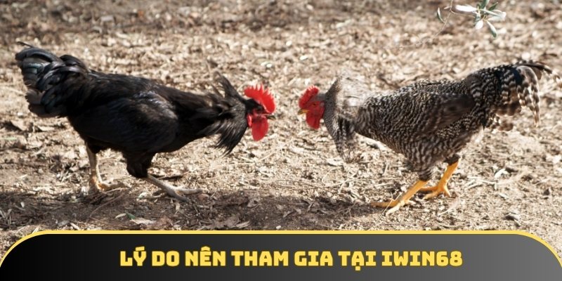 Lý do nên tham gia trận gà a phu tại Iwin68