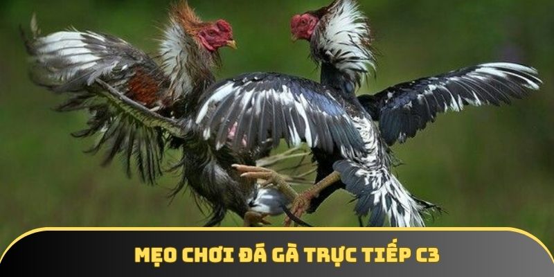 Mẹo hay để lựa chọn chiến kê thi đấu thông minh