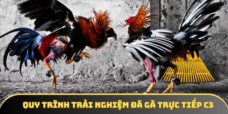 Quy trình trải nghiệm đá gà trực tiếp C3 4 bước nhanh chóng