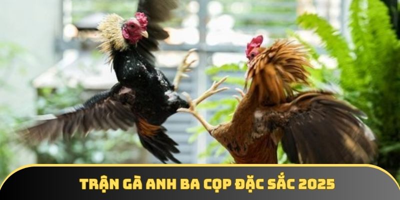 Trận Gà Anh Ba Cọp Mãn Nhãn Mọi Hội Viên Chứng Kiến