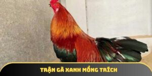 Trận Gà Xanh Mồng Trích – Cuộc Đụng Độ Kinh Điển Tại Iwin68